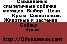 Смышленые симпатичные собачки. 6 месяцев. Выбор › Цена ­ 1 - Крым, Севастополь Животные и растения » Собаки   . Крым